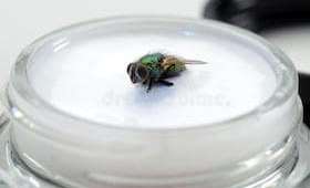 A Fly in the Ointment - meaning, metaphor